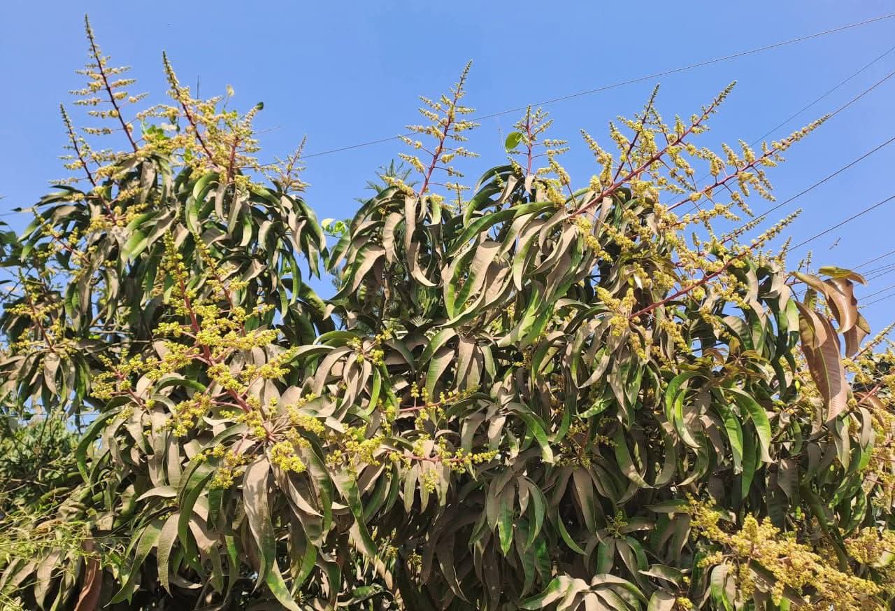 WhatsApp Image 2026-02-17 at 18.51.41